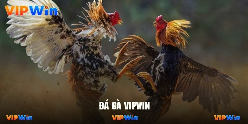 Mô hình đá gà cung cấp hàng trăm trận đấu kinh điển nóng hổi